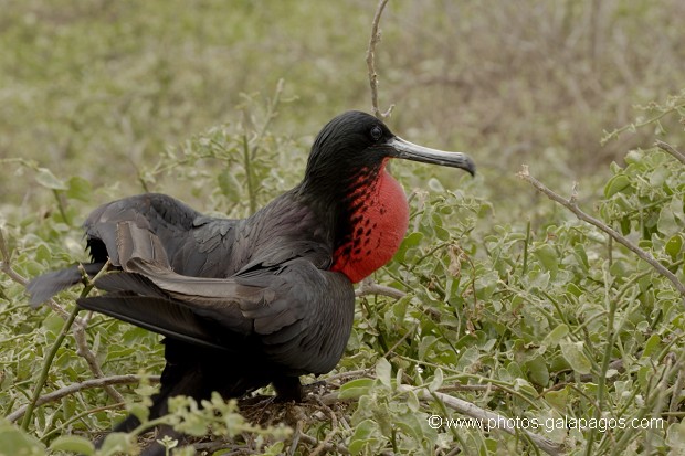 , Galapagos , Equateur , Parc National des Galapagos , Male  , Parc National des Galapagos, Equateur  