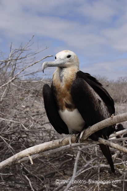 , Galapagos , Equateur , Parc National des Galapagos , Oiseau  , Parc National des Galapagos, Equateur  