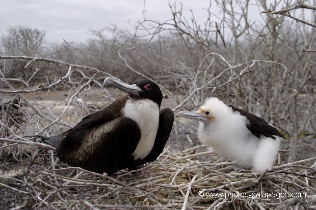 , Galapagos , Equateur , Parc National des Galapagos , Oiseau  , Parc National des Galapagos, Equateur  