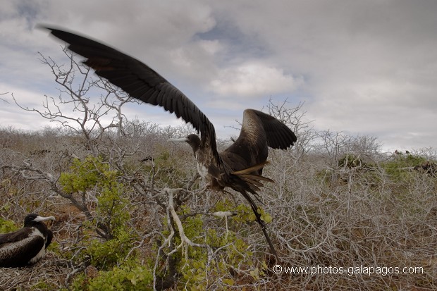 , Galapagos , Equateur , Parc National des Galapagos , Oiseau , Scalesia  , Parc National des Galapagos, Equateur  