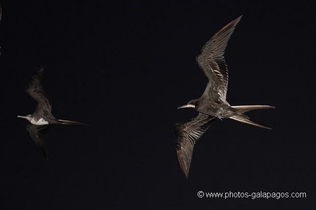 , Galapagos , Equateur , Parc National des Galapagos , Oiseau , En vol , fillin au Flash  , Parc National des Galapagos, Equateur  