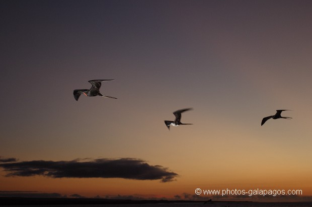 , Galapagos , Equateur , Parc National des Galapagos , Oiseau , En vol  , Parc National des Galapagos, Equateur  