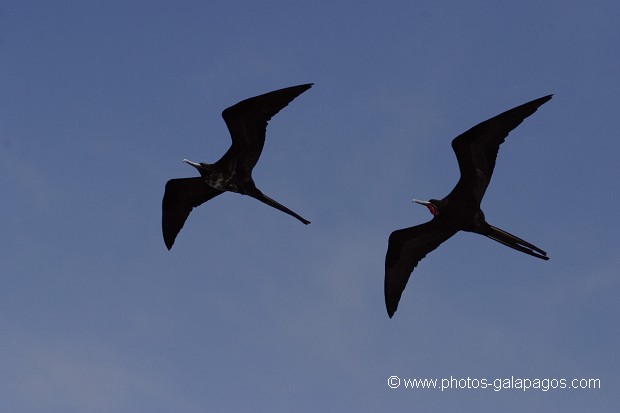 , Galapagos , Equateur , Parc National des Galapagos , Oiseau , En vol , Silouette  , Parc National des Galapagos, Equateur  