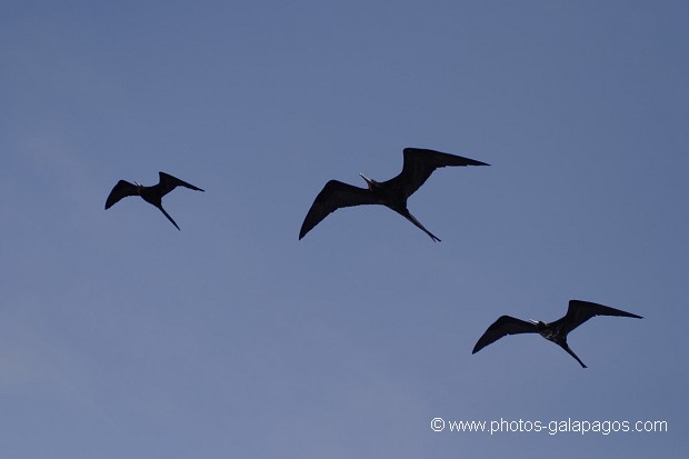 , Galapagos , Equateur , Parc National des Galapagos , Oiseau , En vol , Silouette  , Parc National des Galapagos, Equateur  