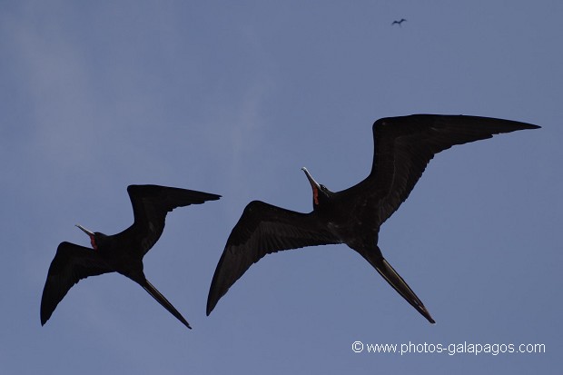 , Galapagos , Equateur , Parc National des Galapagos , Oiseau , En vol , Silouette  , Parc National des Galapagos, Equateur  