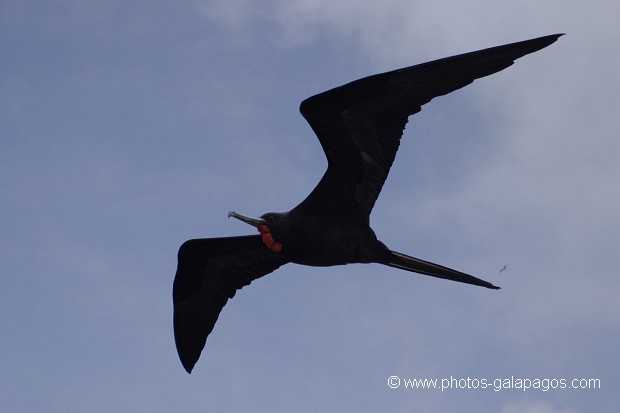 , Galapagos , Equateur , Parc National des Galapagos , Oiseau , En vol , Silouette  , Parc National des Galapagos, Equateur  