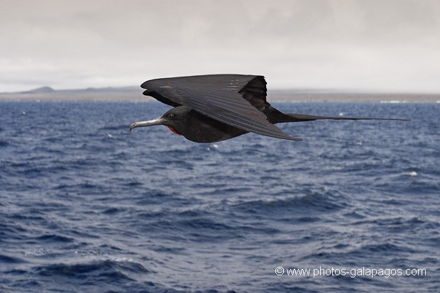 , Galapagos , Equateur , Parc National des Galapagos , Oiseau , En vol , Silouette  , Parc National des Galapagos, Equateur  