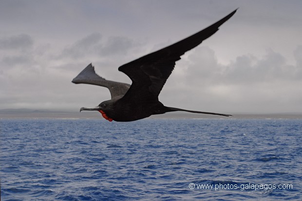 , Galapagos , Equateur , Parc National des Galapagos , Oiseau , En vol , Silouette  , Parc National des Galapagos, Equateur  