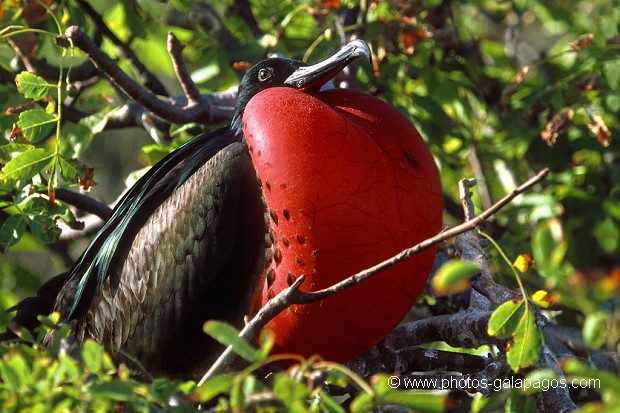  , Parc National des Galapagos, Equateur  