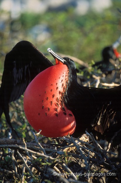  , Parc National des Galapagos, Equateur  