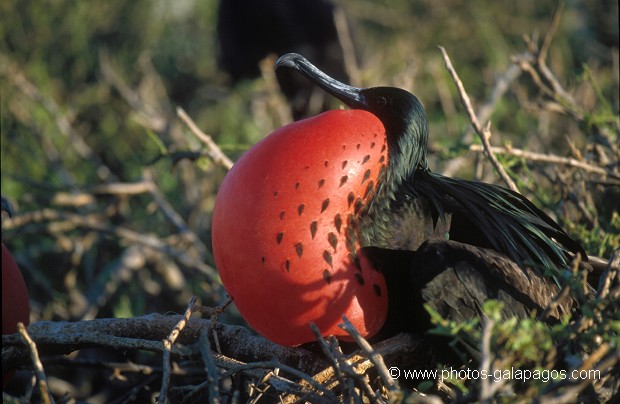  , Parc National des Galapagos, Equateur  