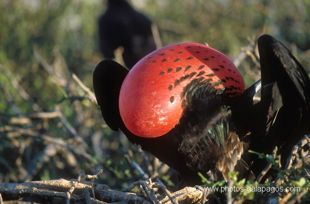  , Parc National des Galapagos, Equateur  