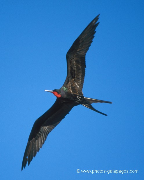  , Parc National des Galapagos, Equateur  