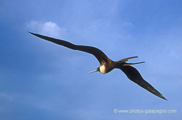  , Parc National des Galapagos, Equateur  