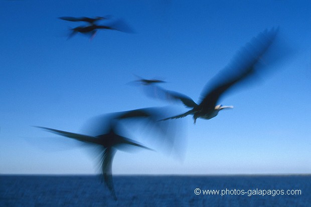  , Parc National des Galapagos, Equateur  