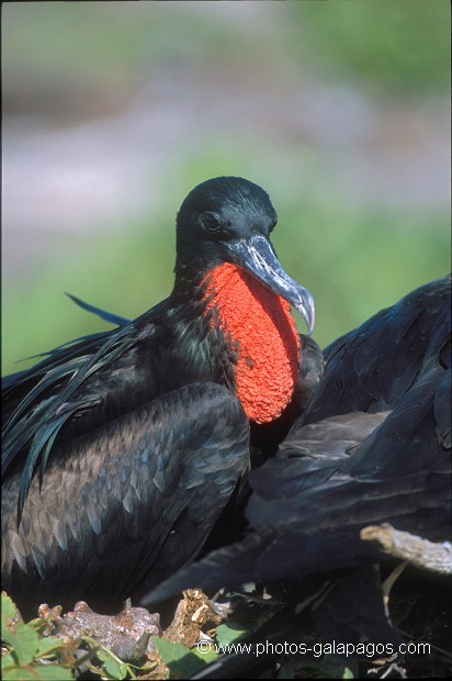  , Parc National des Galapagos, Equateur  