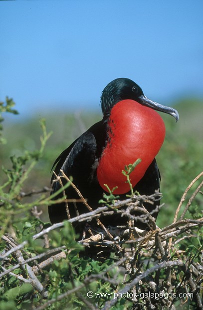  , Parc National des Galapagos, Equateur  