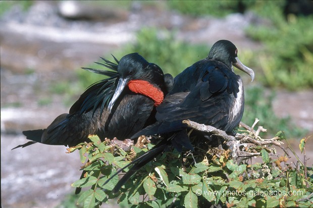  , Parc National des Galapagos, Equateur  