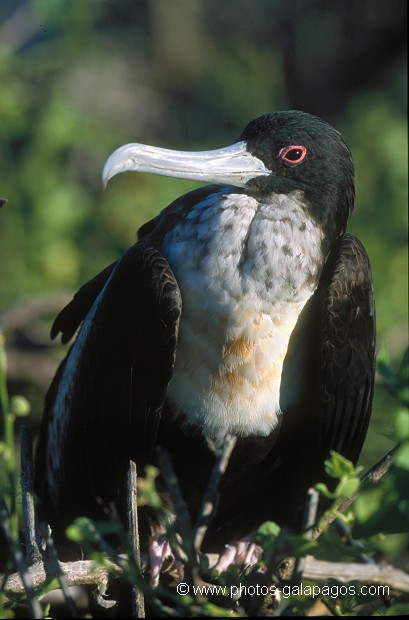  , Parc National des Galapagos, Equateur  