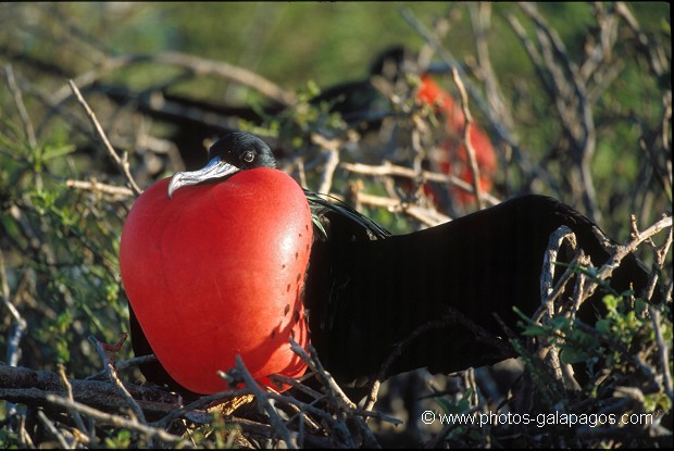  , Parc National des Galapagos, Equateur  