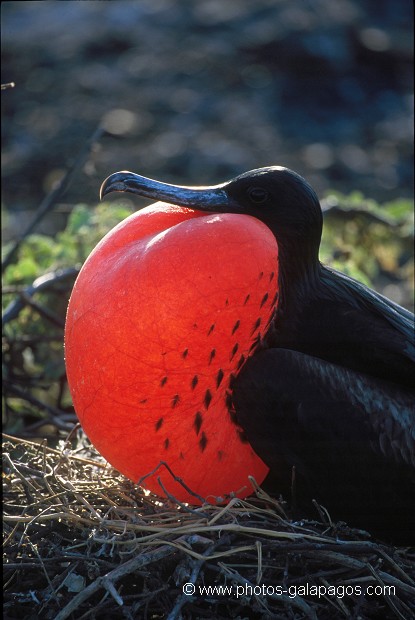  , Parc National des Galapagos, Equateur  