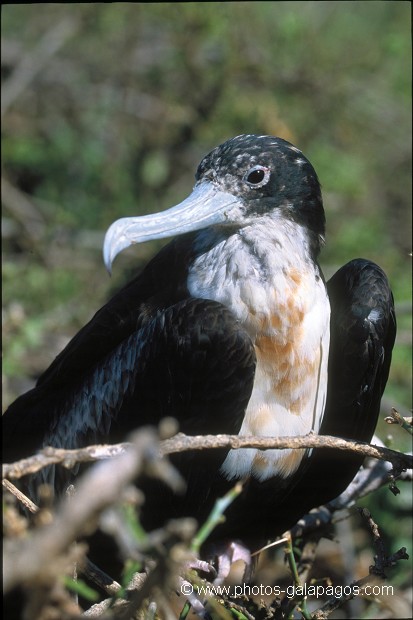  , Parc National des Galapagos, Equateur  