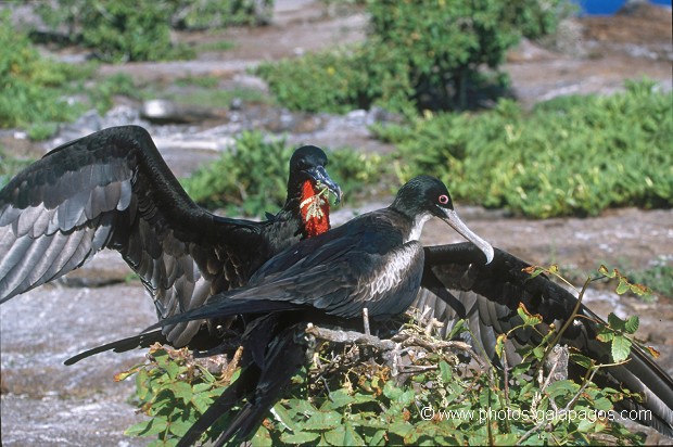  , Parc National des Galapagos, Equateur  