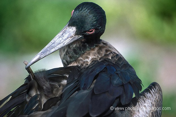  , Parc National des Galapagos, Equateur  