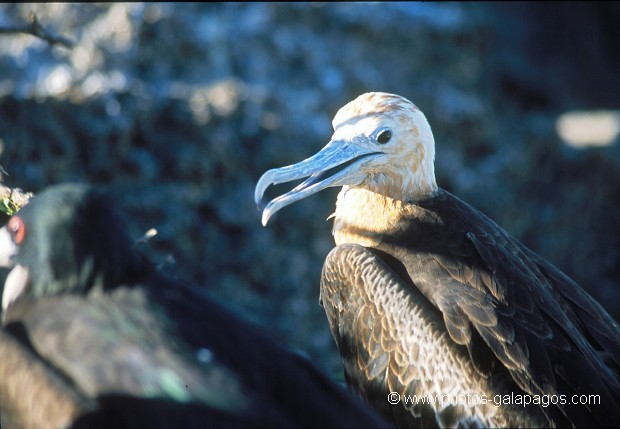  , Parc National des Galapagos, Equateur  