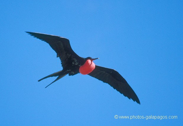  , Parc National des Galapagos, Equateur  