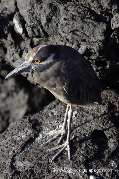 , Galapagos , Equateur , Parc National des Galapagos  , Parc National des Galapagos, Equateur  