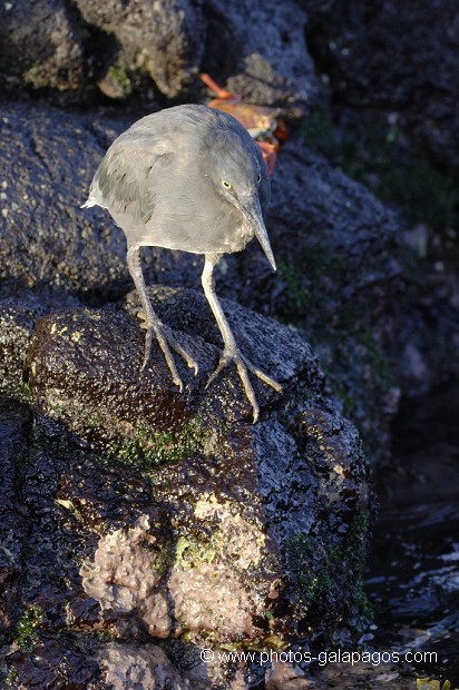 , Galapagos , Equateur , Parc National des Galapagos , Oiseau  , Parc National des Galapagos, Equateur  