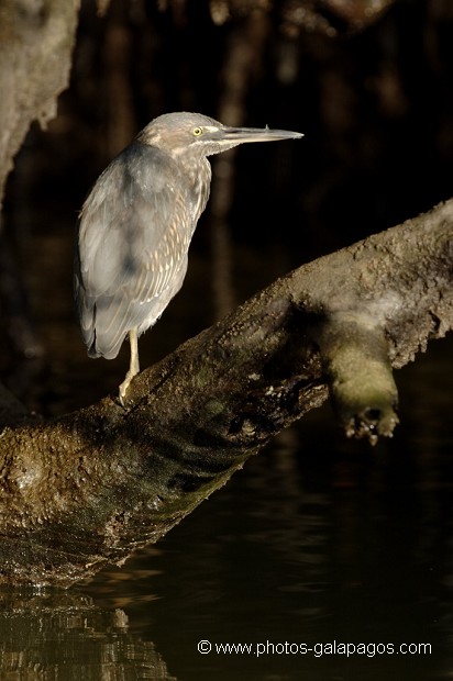 , Galapagos , Equateur , Parc National des Galapagos , Oiseau  , Parc National des Galapagos, Equateur  