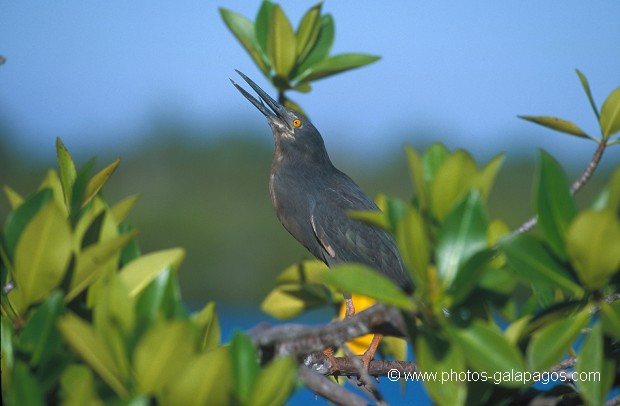  , Parc National des Galapagos, Equateur  