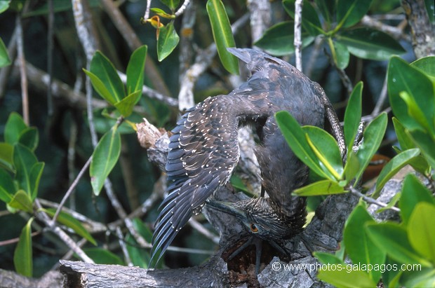  , Parc National des Galapagos, Equateur  