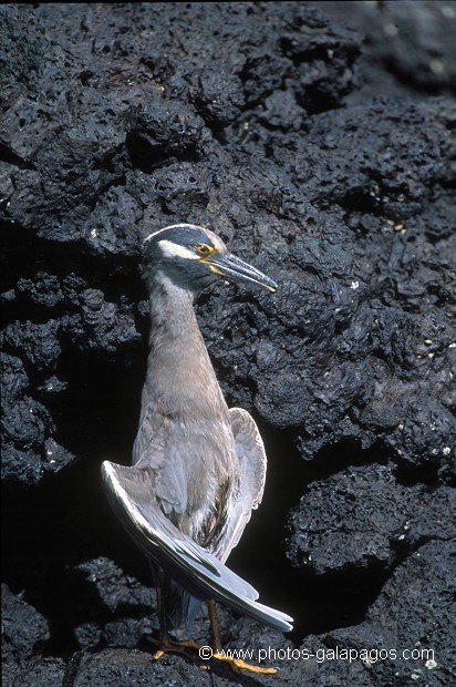  , Parc National des Galapagos, Equateur  