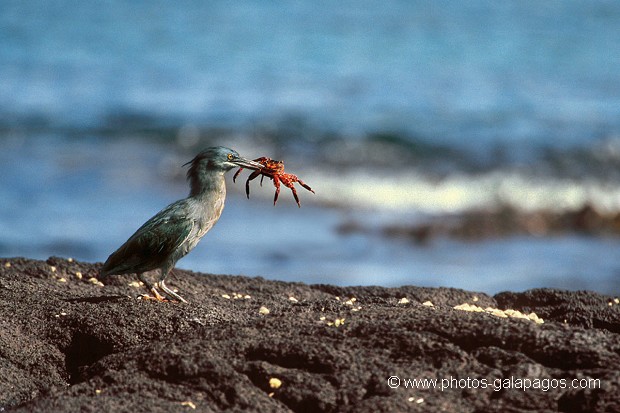  , Parc National des Galapagos, Equateur  