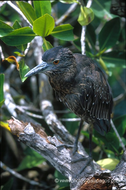  , Parc National des Galapagos, Equateur  