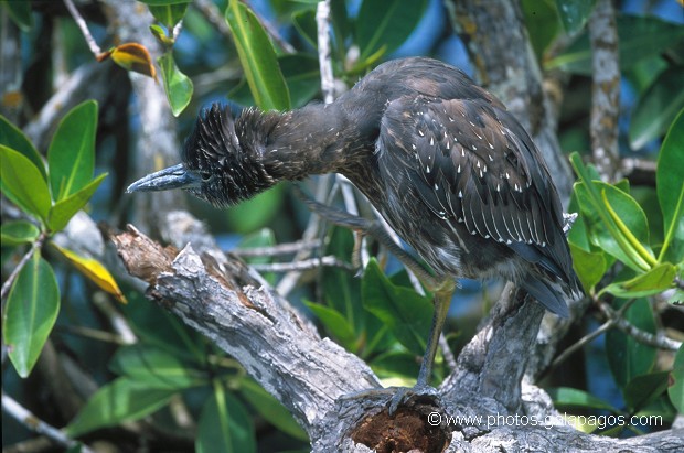  , Parc National des Galapagos, Equateur  