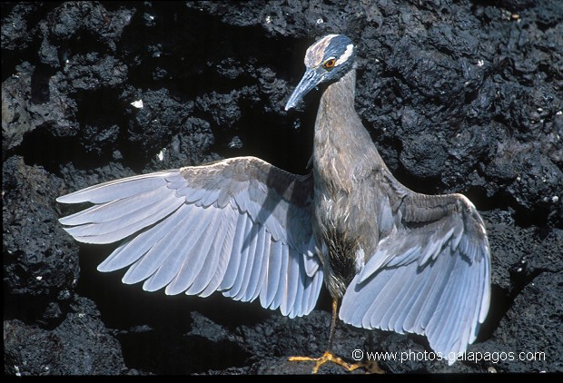  , Parc National des Galapagos, Equateur  