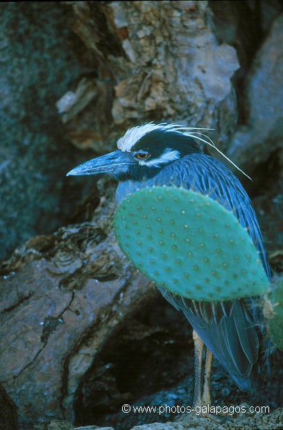  , Parc National des Galapagos, Equateur  