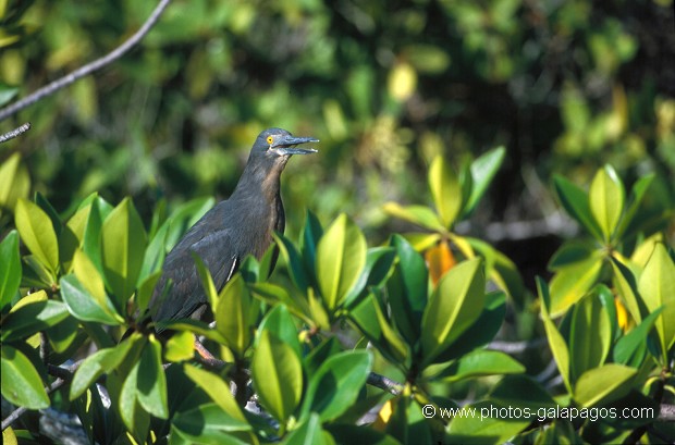  , Parc National des Galapagos, Equateur  