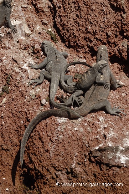 Galapagos 
, Equateur 
, Parc National des Galapagos , Parc National des Galapagos, Equateur  