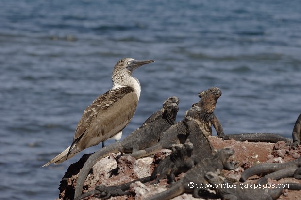 , Galapagos , Equateur , Parc National des Galapagos , Oiseau  , Parc National des Galapagos, Equateur  