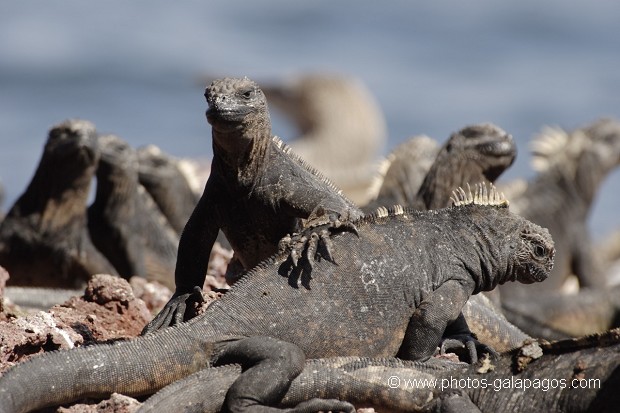 , Galapagos , Equateur , Parc National des Galapagos  , Parc National des Galapagos, Equateur  