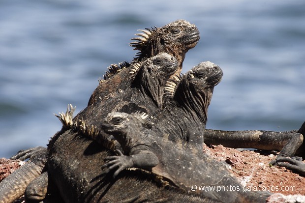 , Galapagos , Equateur , Parc National des Galapagos  , Parc National des Galapagos, Equateur  