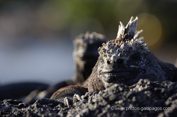 , Galapagos , Equateur , Parc National des Galapagos  , Parc National des Galapagos, Equateur  