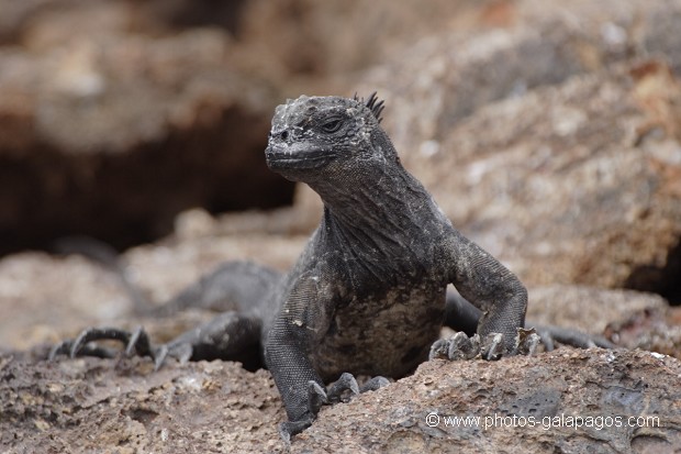 , Galapagos , Equateur , Parc National des Galapagos  , Parc National des Galapagos, Equateur  