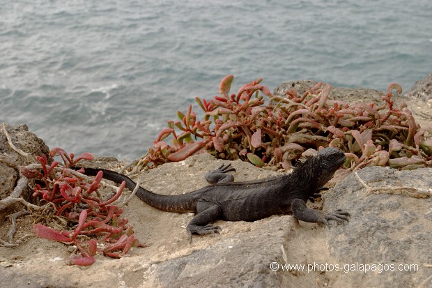 , Galapagos , Equateur , Parc National des Galapagos , Sesuvium Edmonstonei  , Parc National des Galapagos, Equateur  