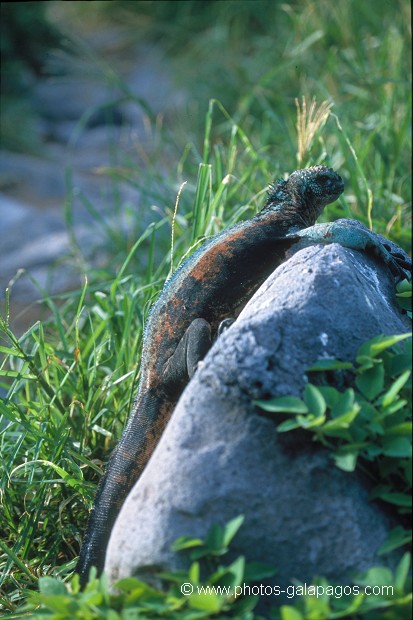  , Parc National des Galapagos, Equateur  